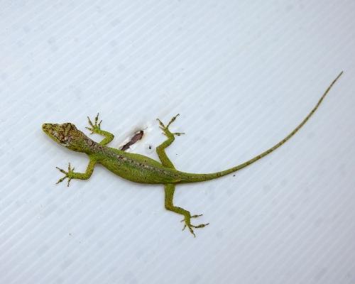 En la Reserva Alto de San Miguel fue observado, por primera vez, un lagarto categorizado como especie en peligro